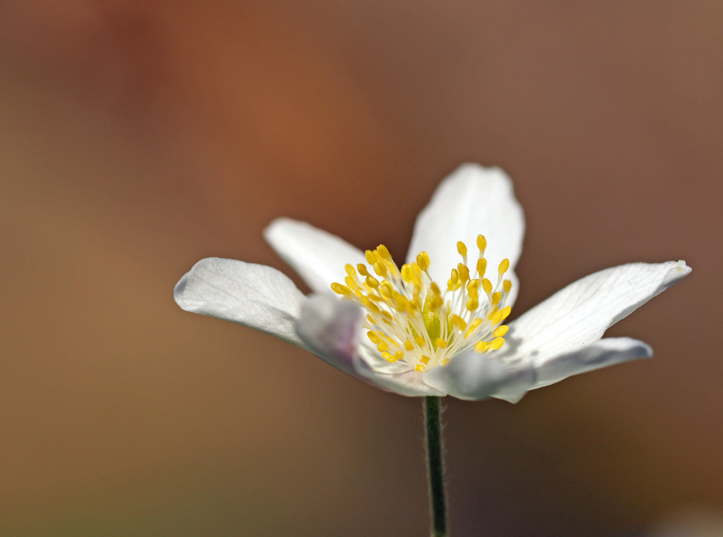 Frühlingserwachen