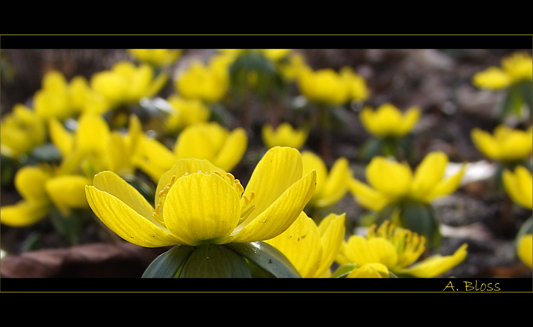 Frühlingserwachen