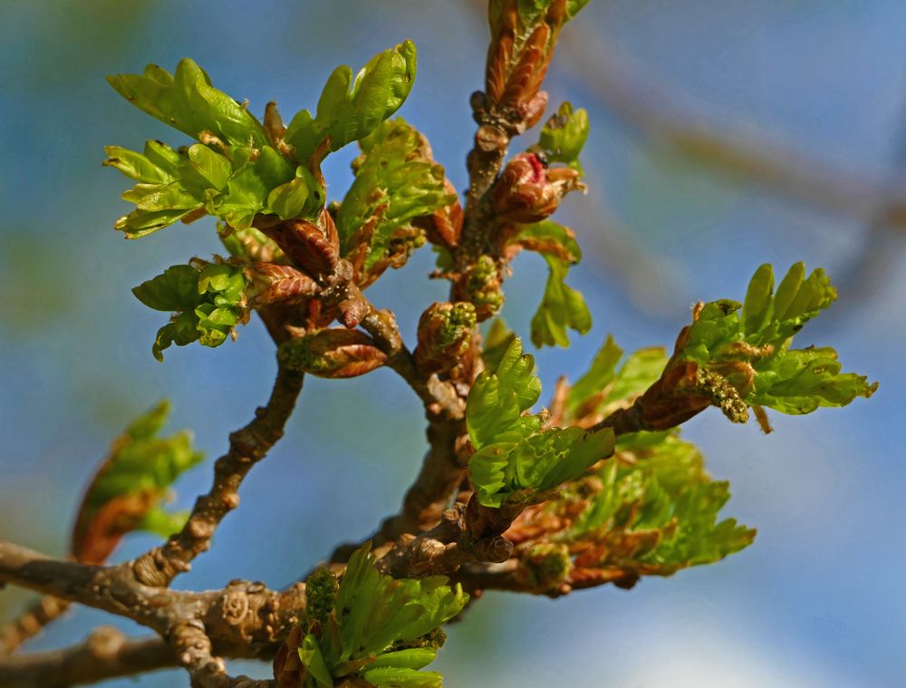 Frühlingserwachen 5