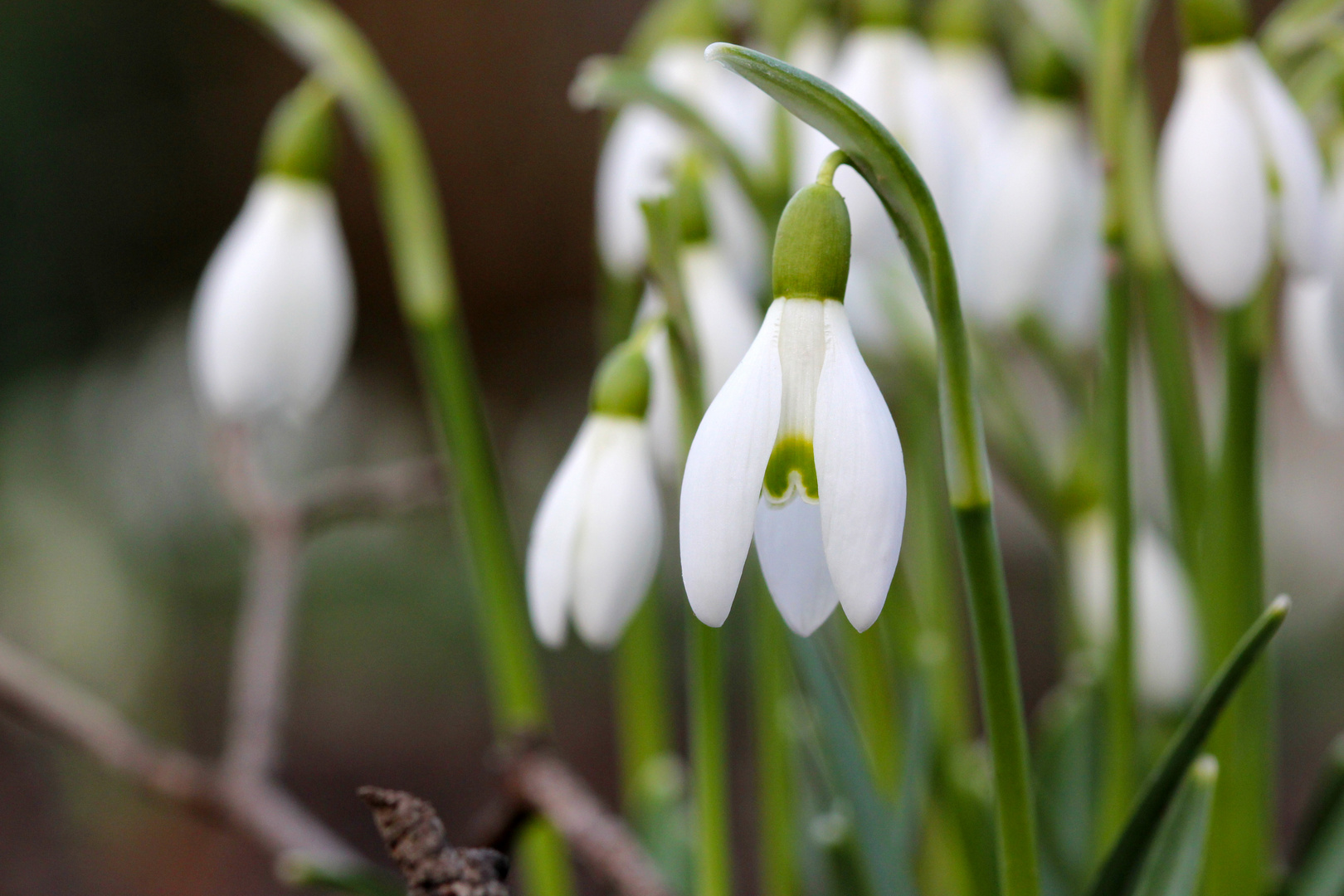 Frühlingserwachen 5