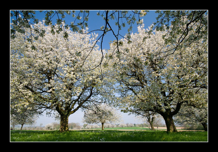 Frühlingserwachen 5