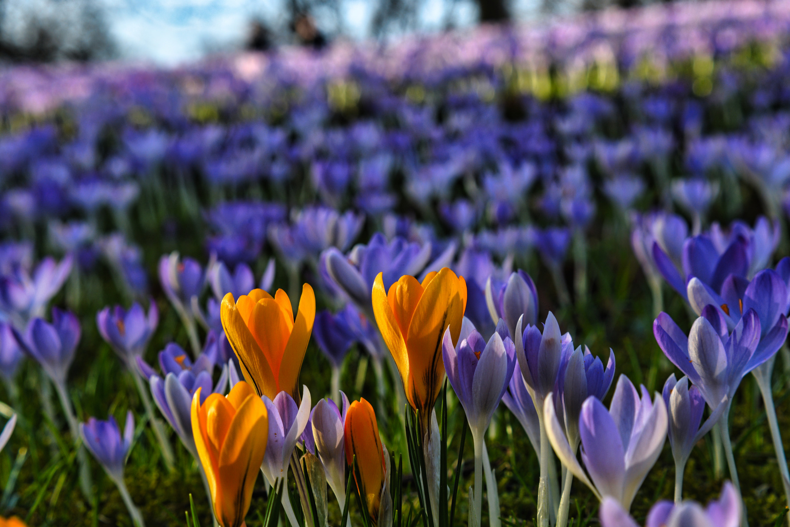 Frühlingserwachen