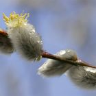 Frühlingserwachen....