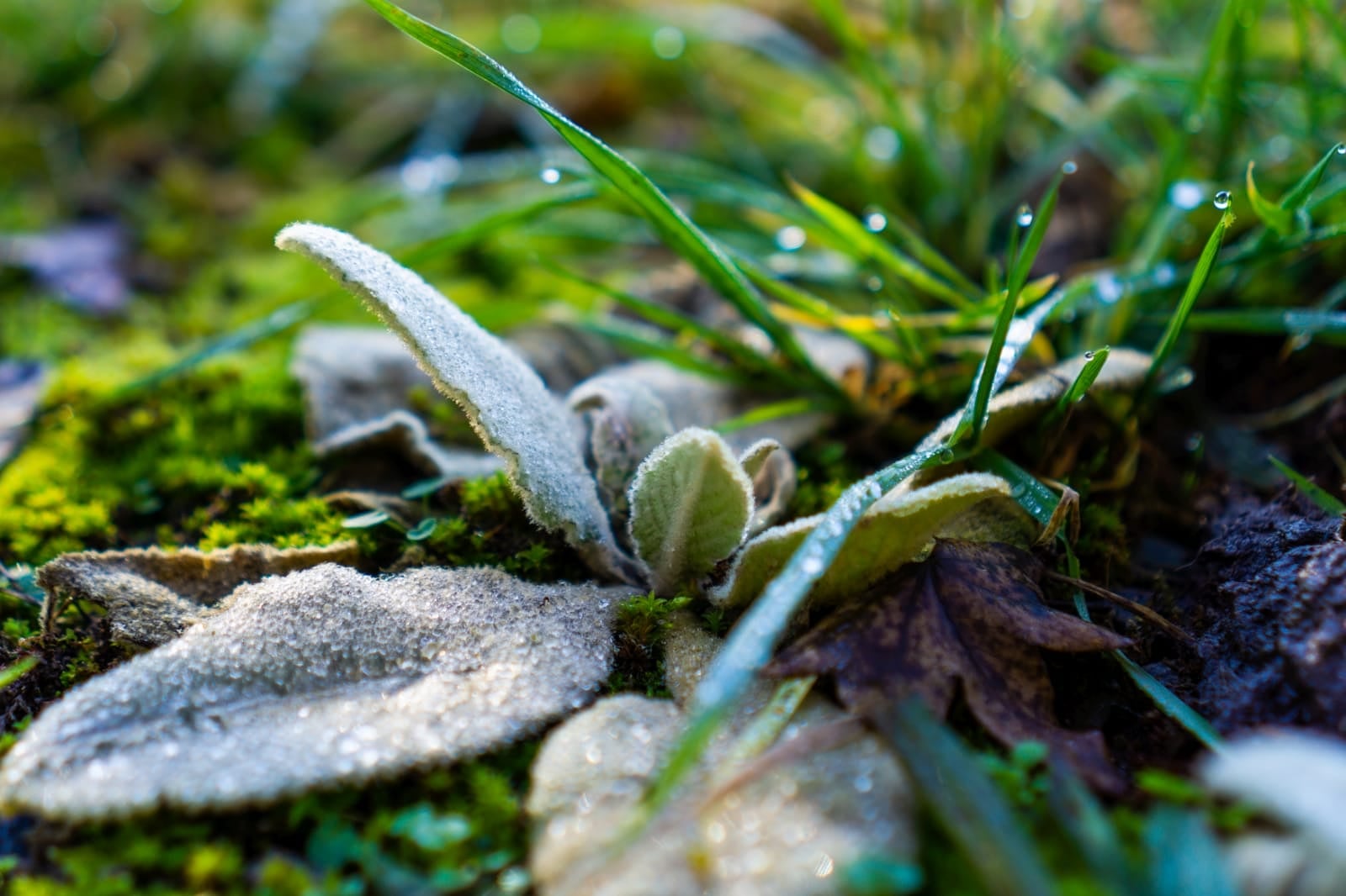 Frühlingserwachen 