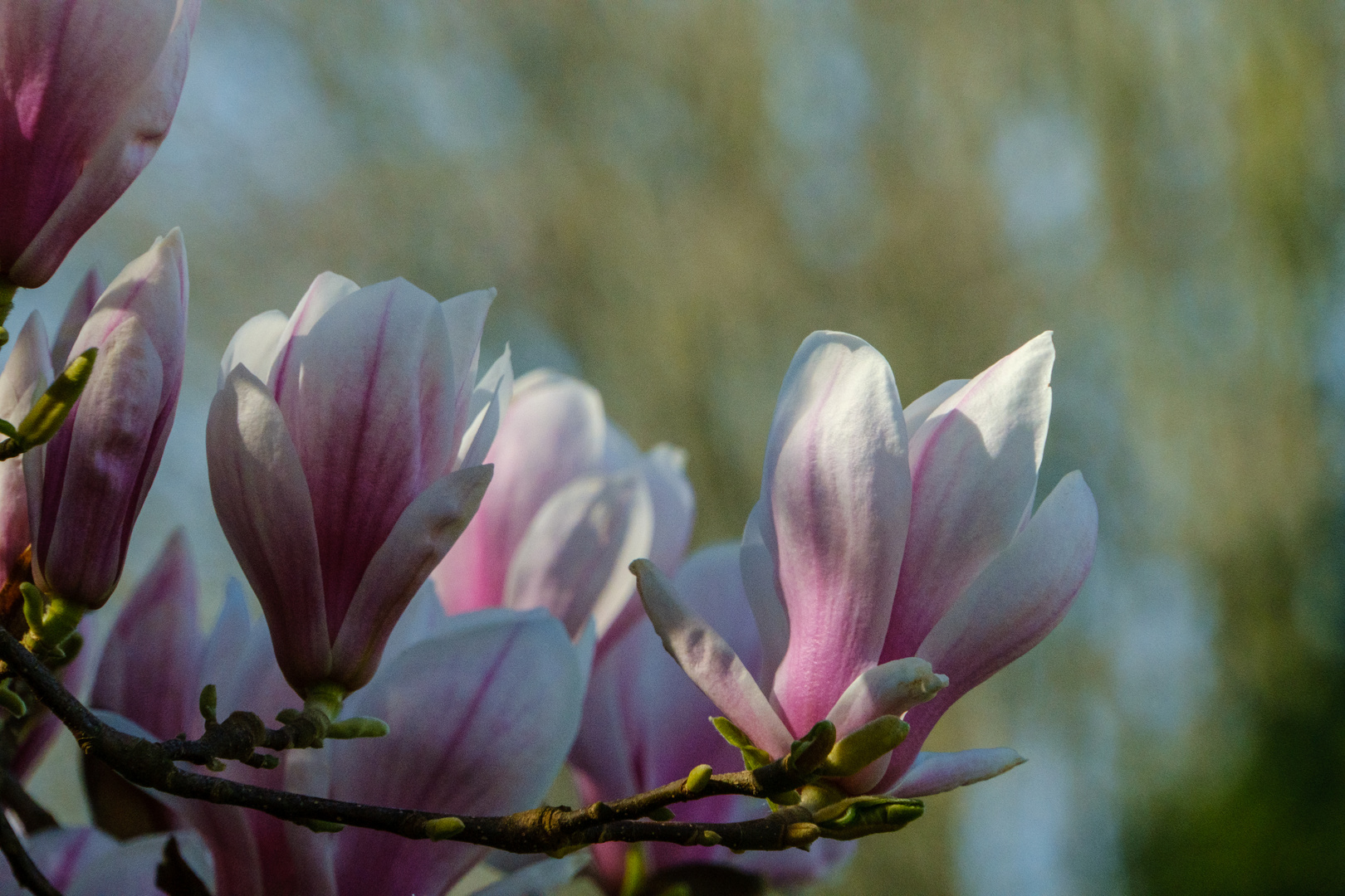 Frühlingserwachen