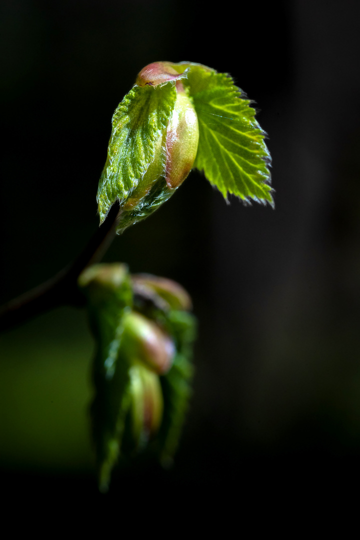 Frühlingserwachen