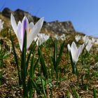 Frühlingserwachen