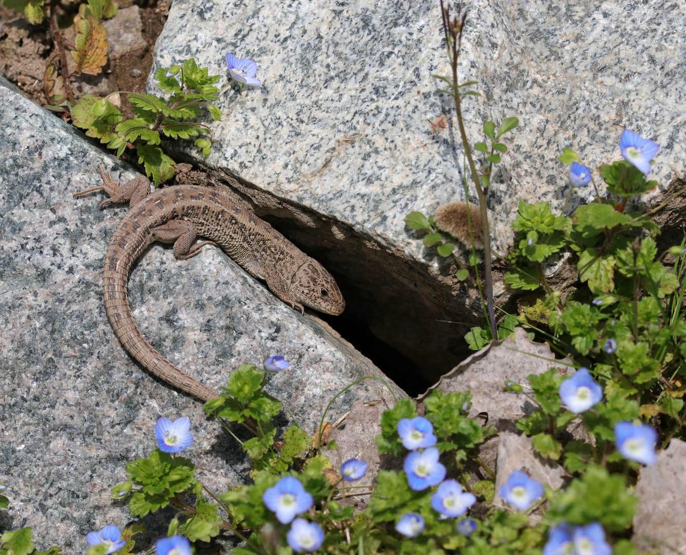 Frühlingserwachen