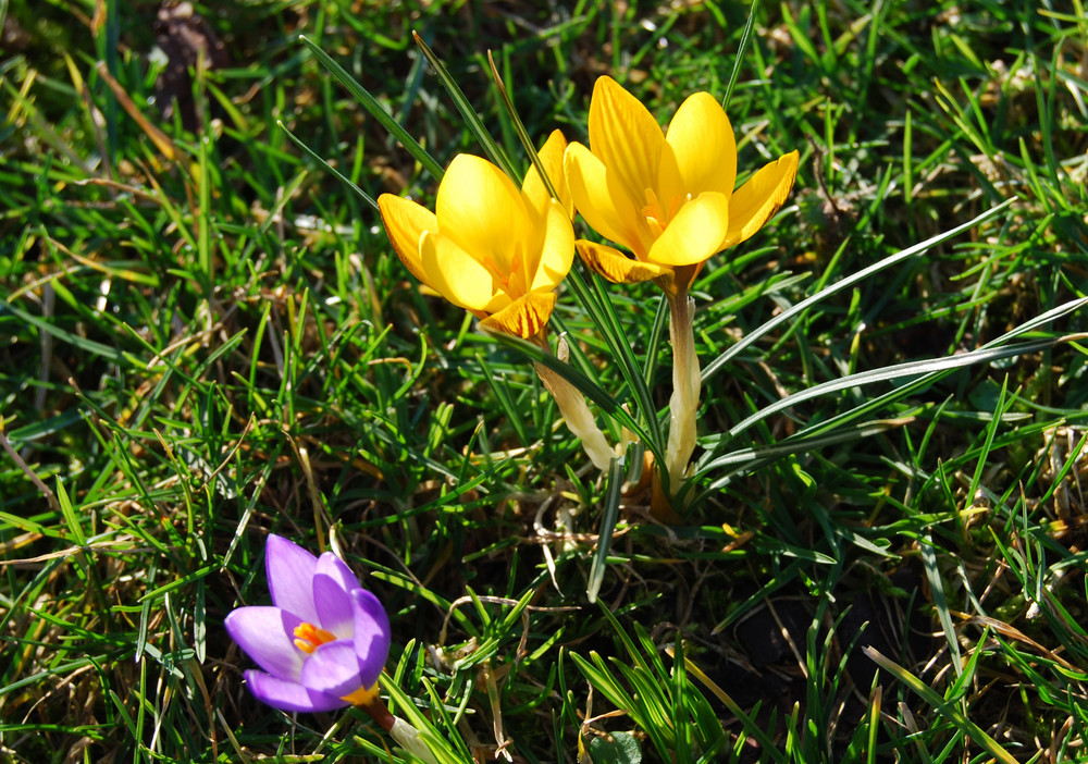 Frühlingserwachen