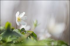 Frühlingserwachen