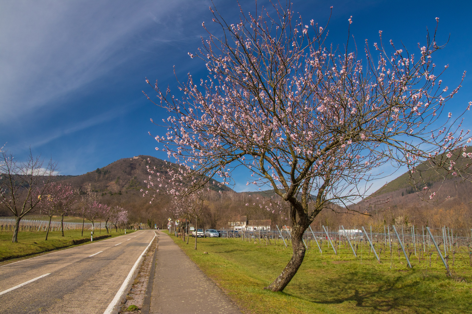 Frühlingserwachen