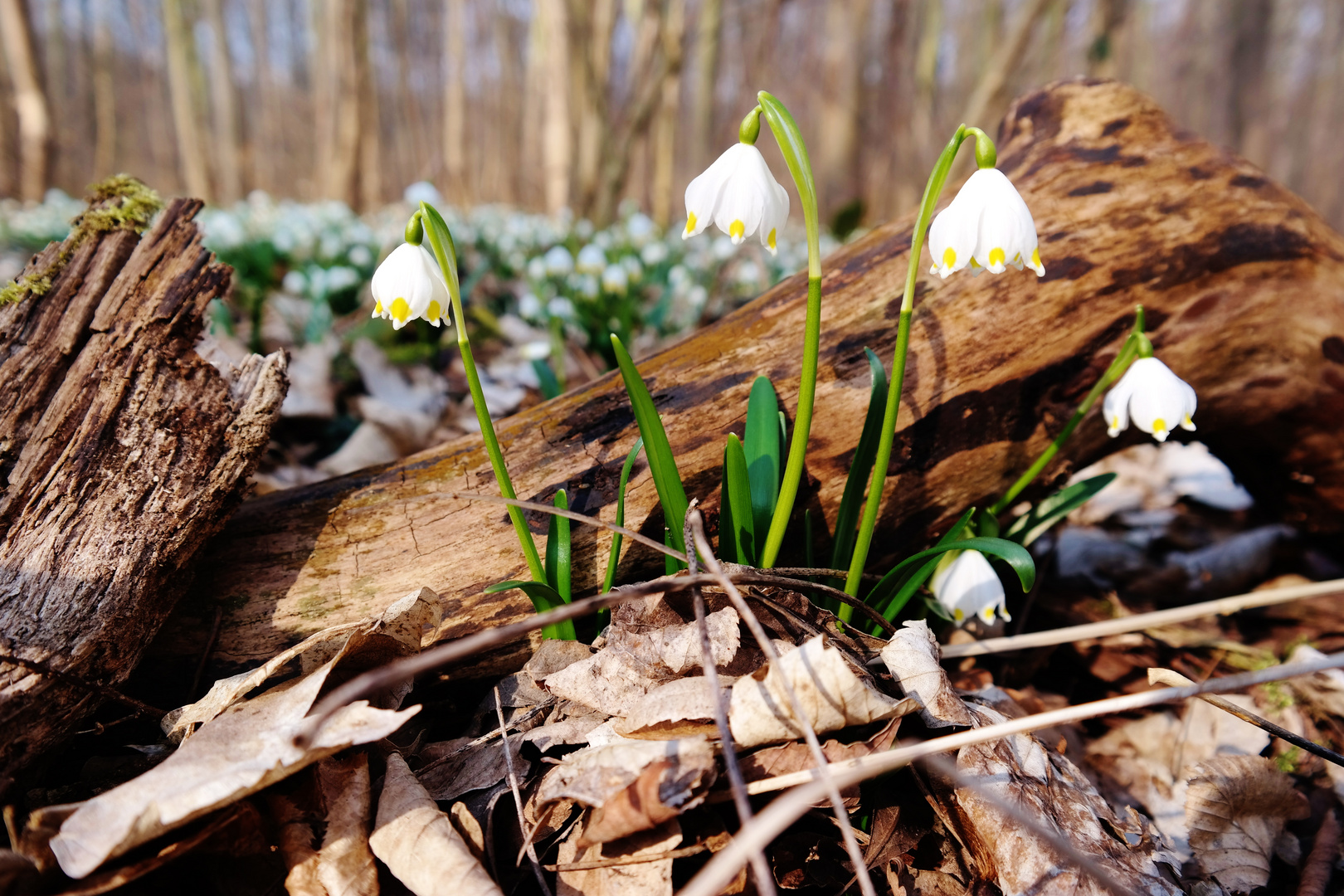 Frühlingserwachen