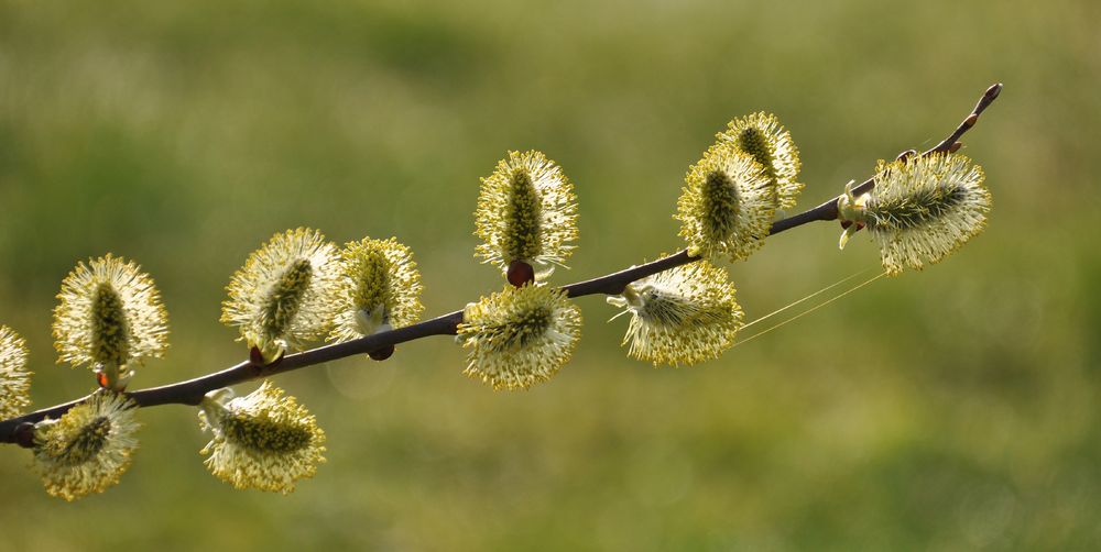 Frühlingserwachen