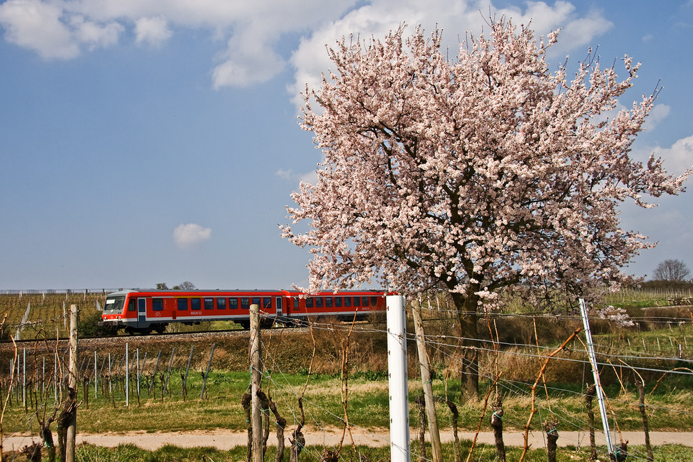 Frühlingserwachen