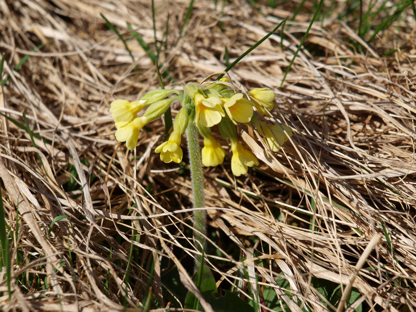 Frühlingserwachen