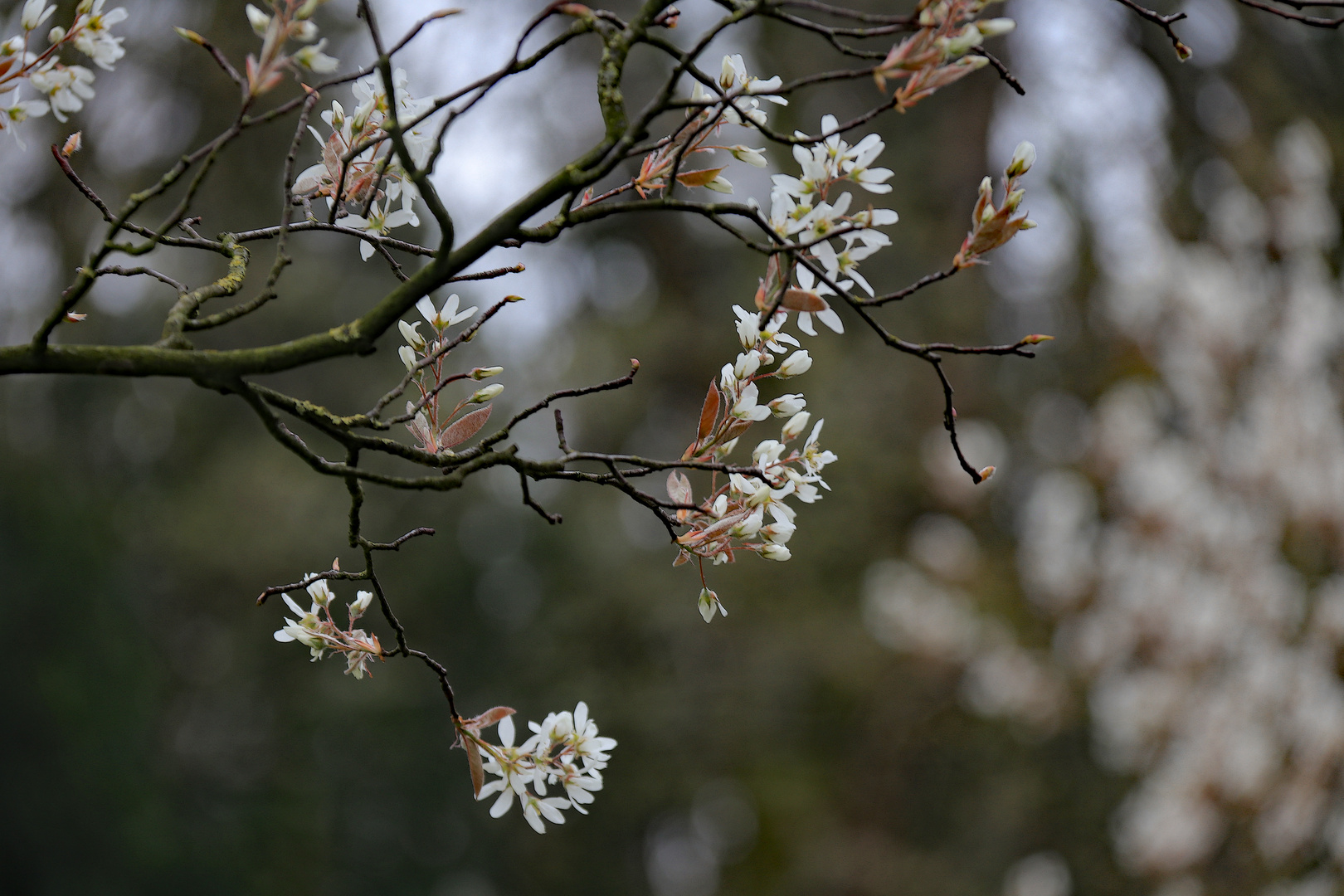 Frühlingserwachen