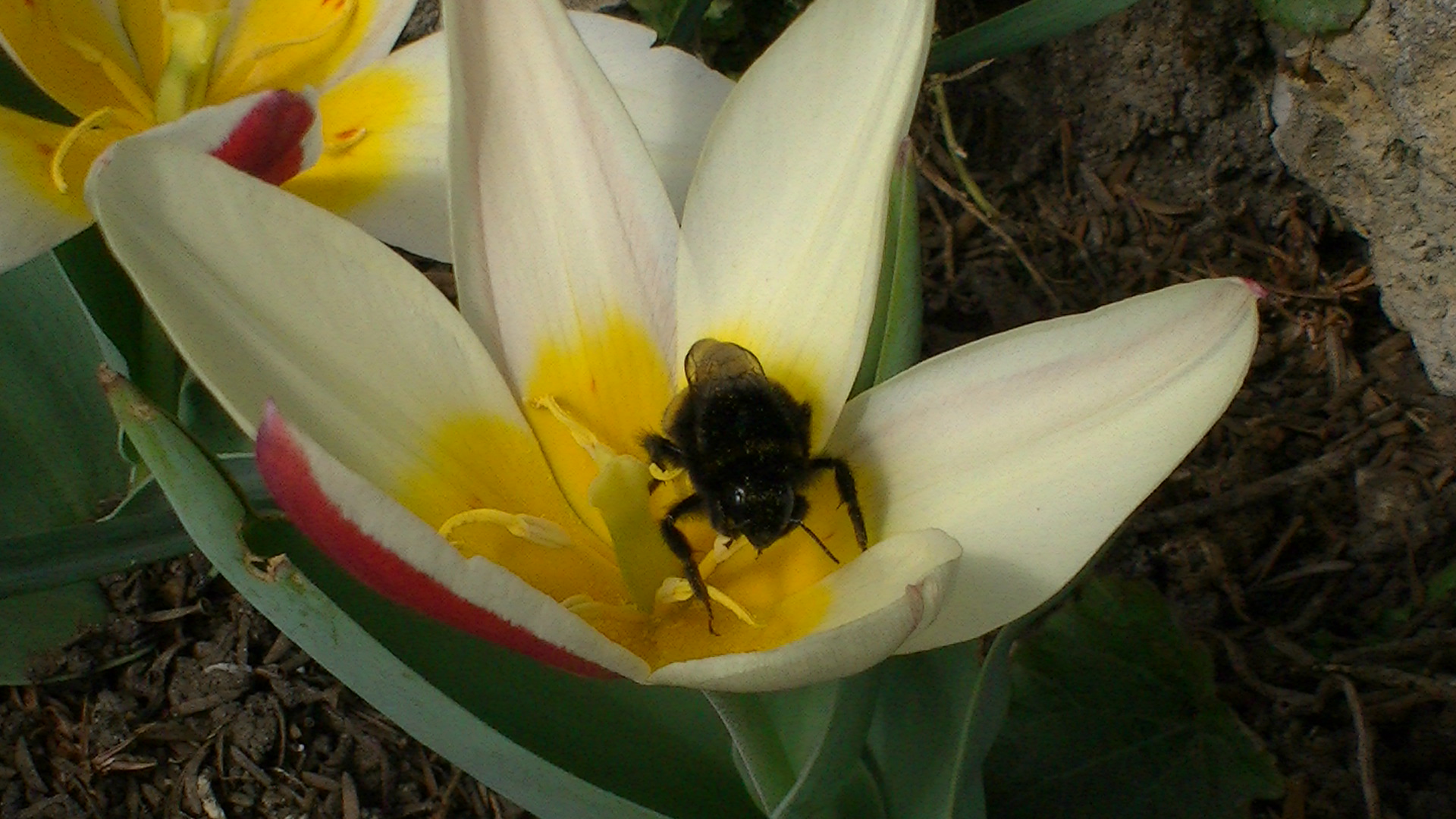 Frühlingserwachen