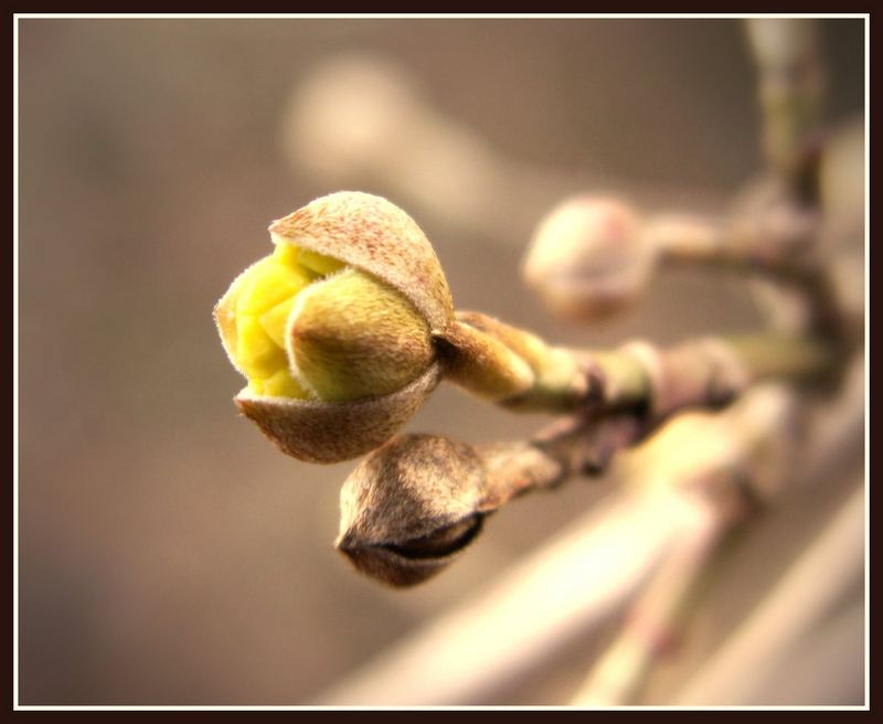 Frühlingserwachen