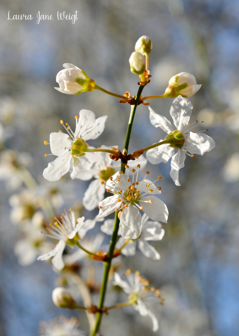 Frühlingserwachen