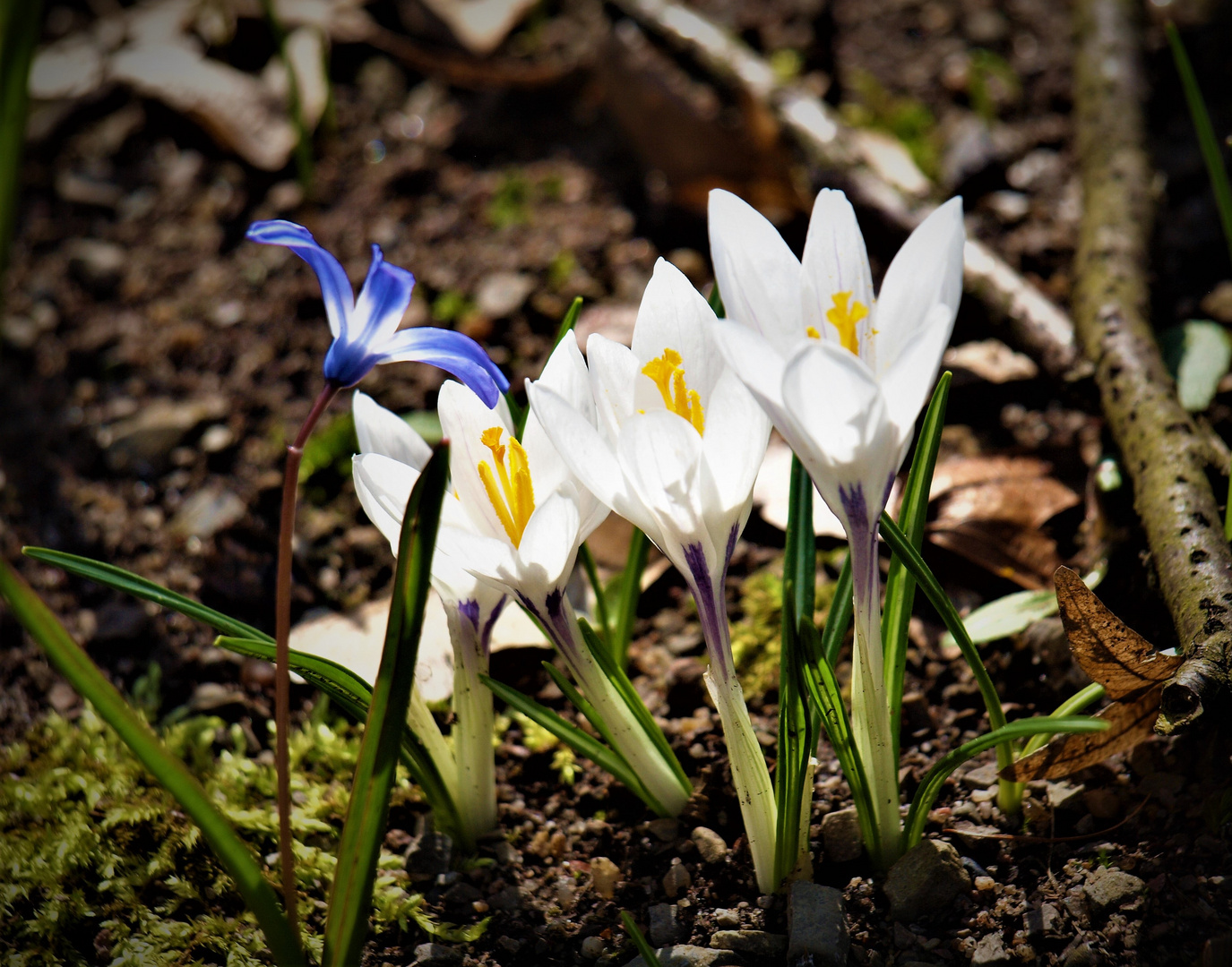 Frühlingserwachen