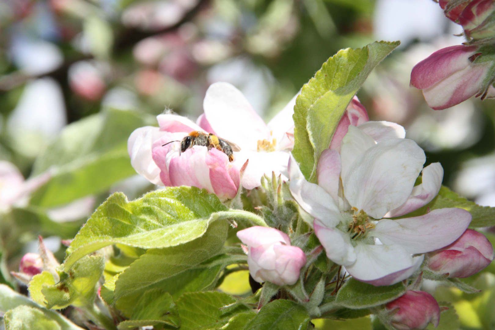 Frühlingserwachen