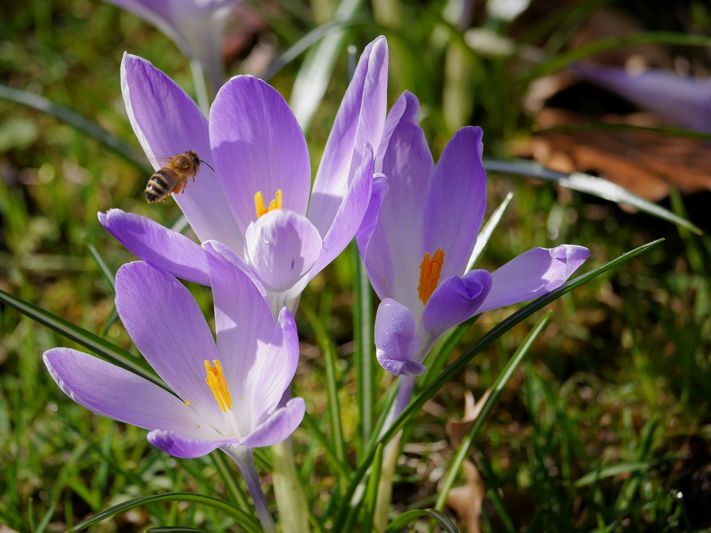 Frühlingserwachen