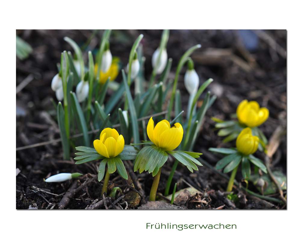 Frühlingserwachen