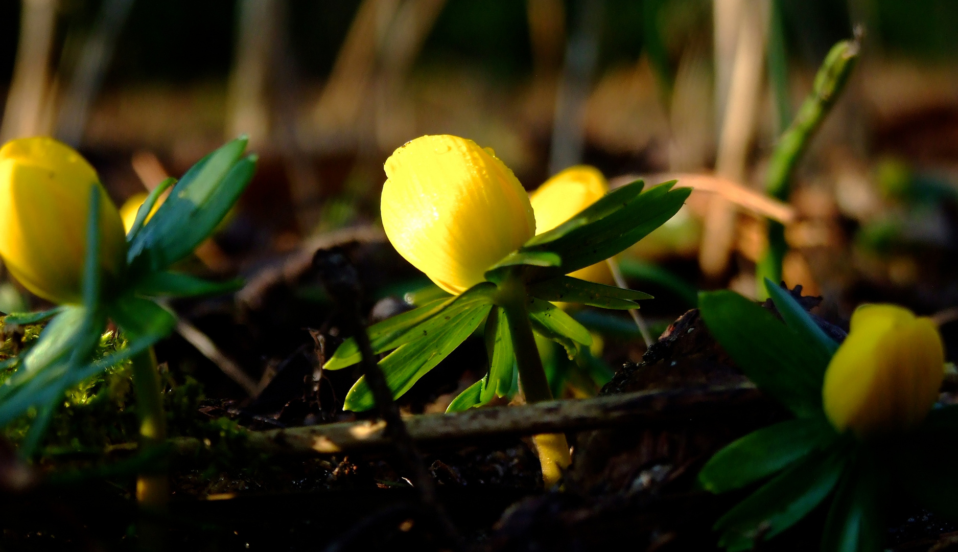 Frühlingserwachen