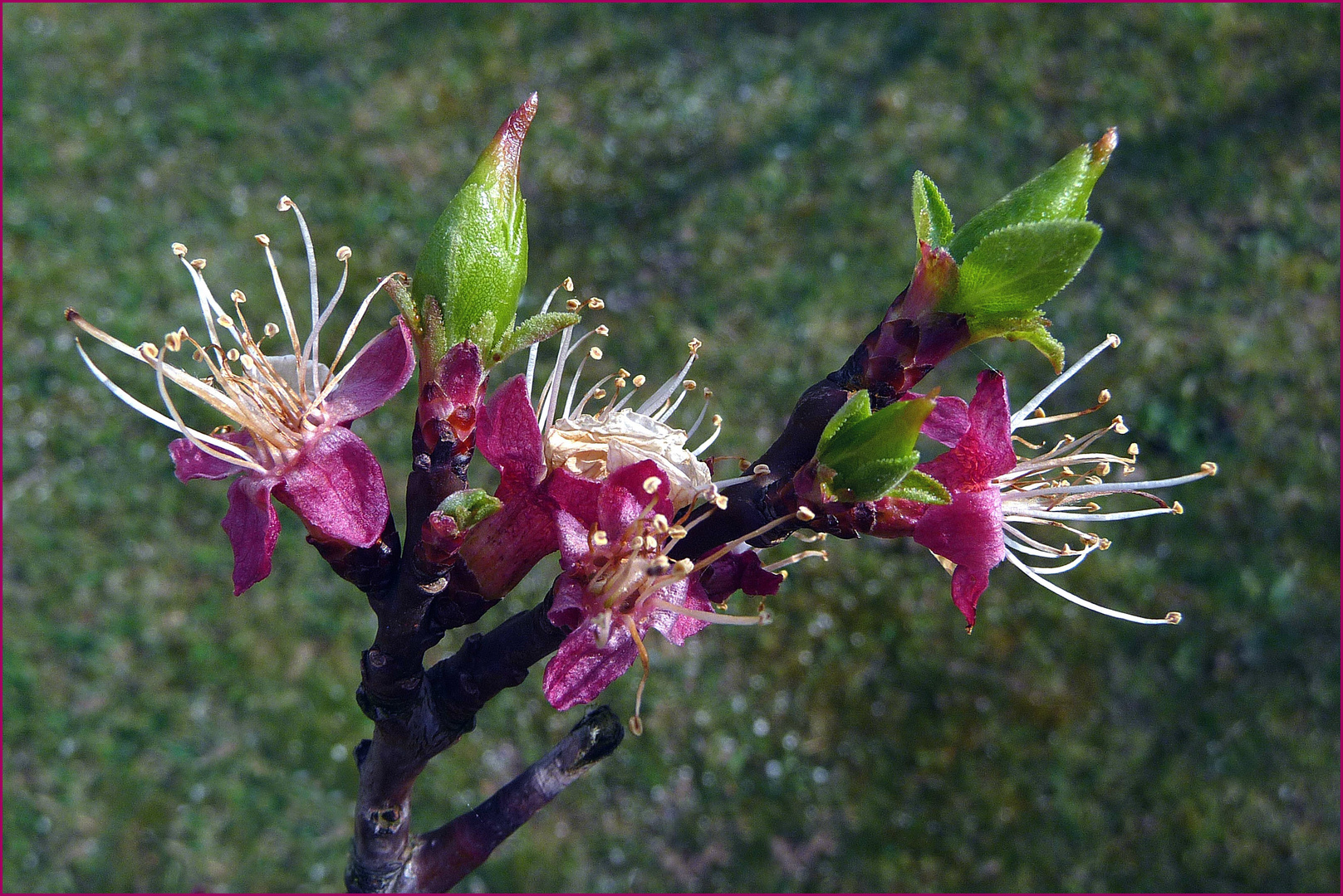 Frühlingserwachen (6) Aprikosenblüten