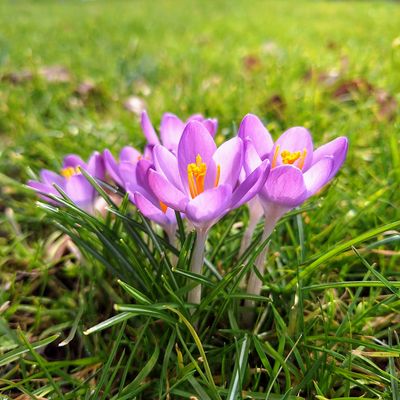 Frühlingserwachen ...