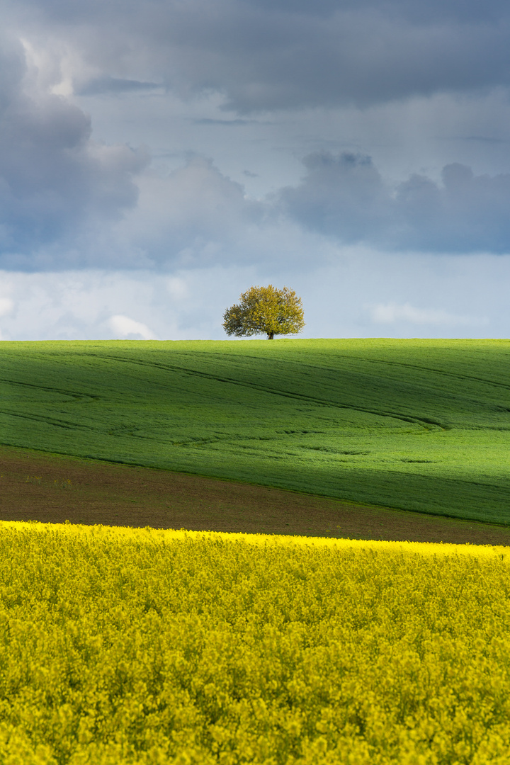 Frühlingserwachen 