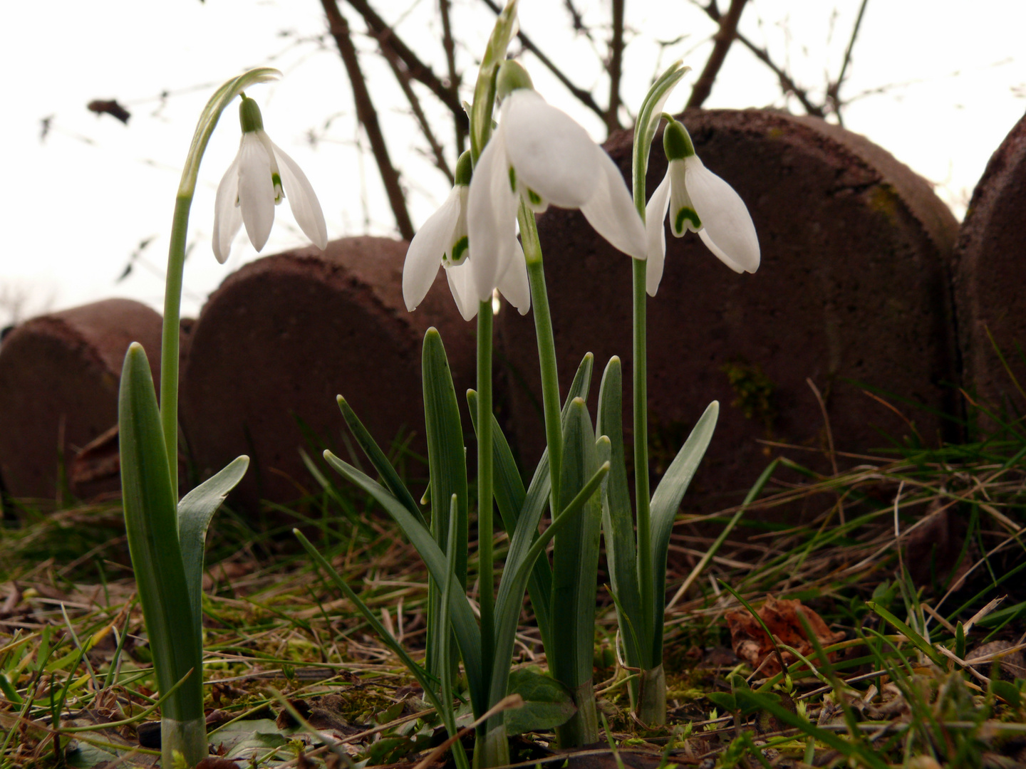 Frühlingserwachen