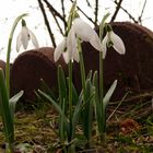 Frühlingserwachen