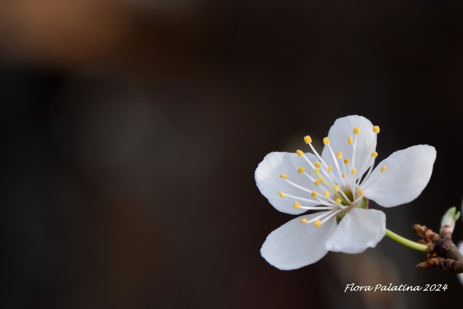 Frühlingserwachen