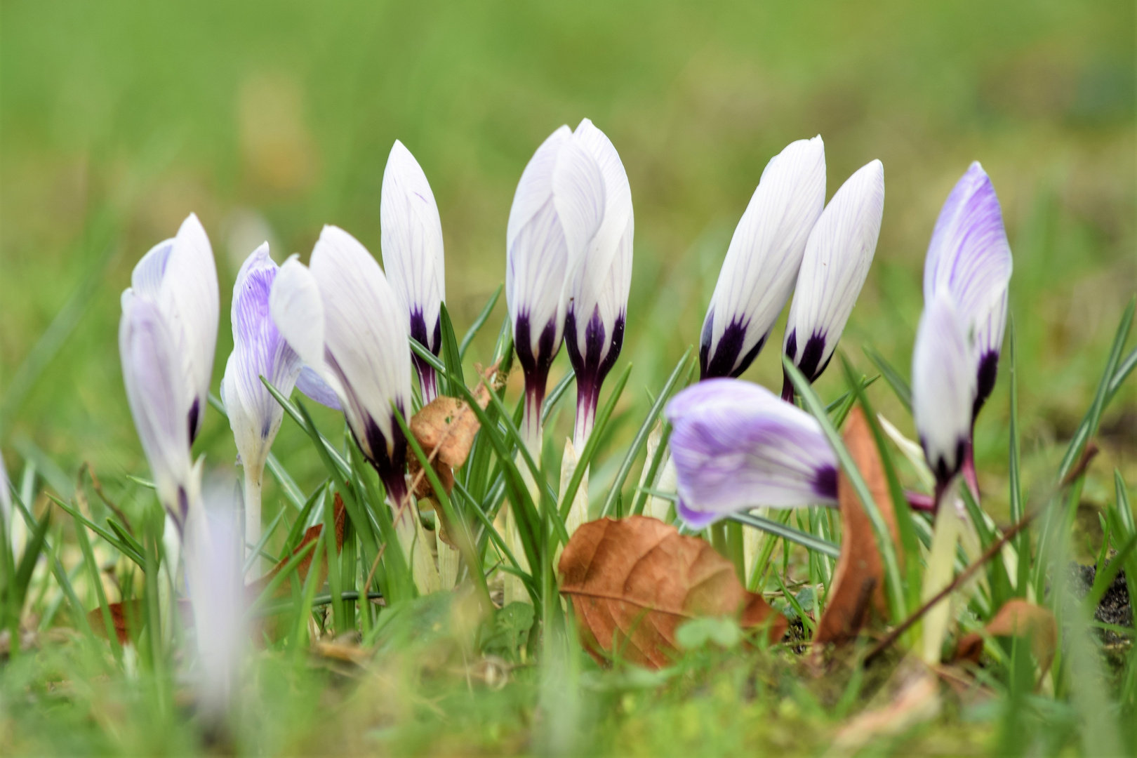 Frühlingserwachen