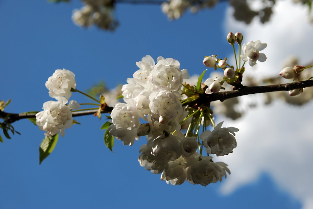 Frühlingserwachen