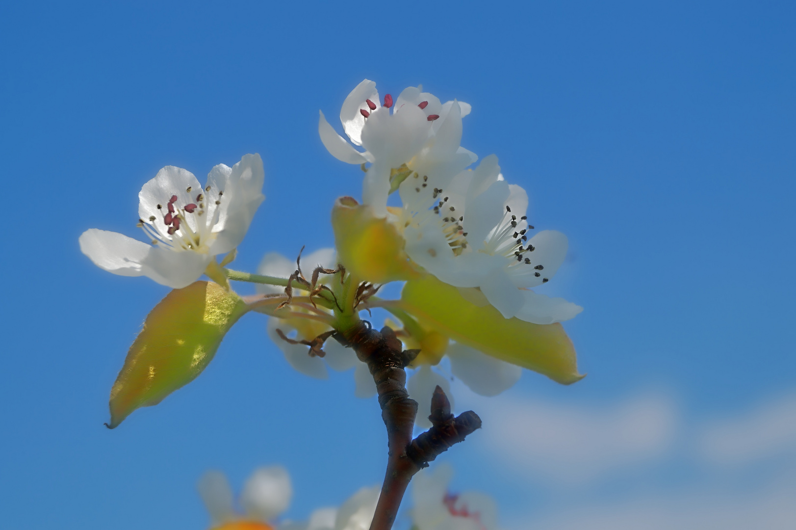 Frühlingserwachen