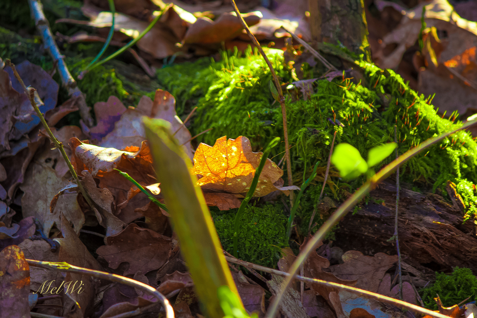 Frühlingserwachen