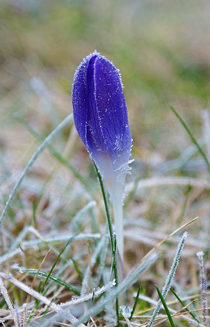 Frühlingserwachen 