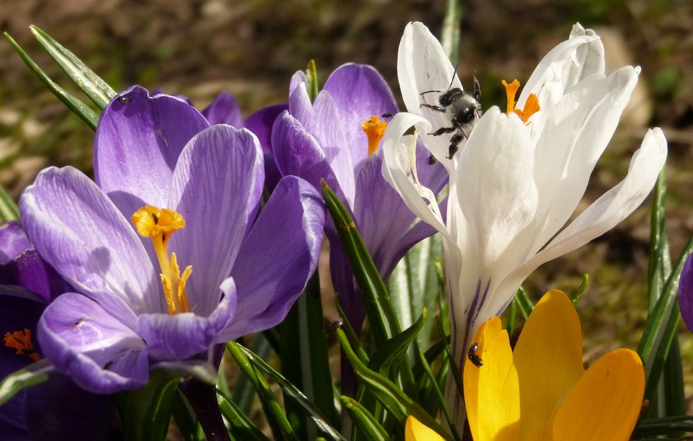 Frühlingserwachen