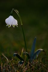 Frühlingserwachen