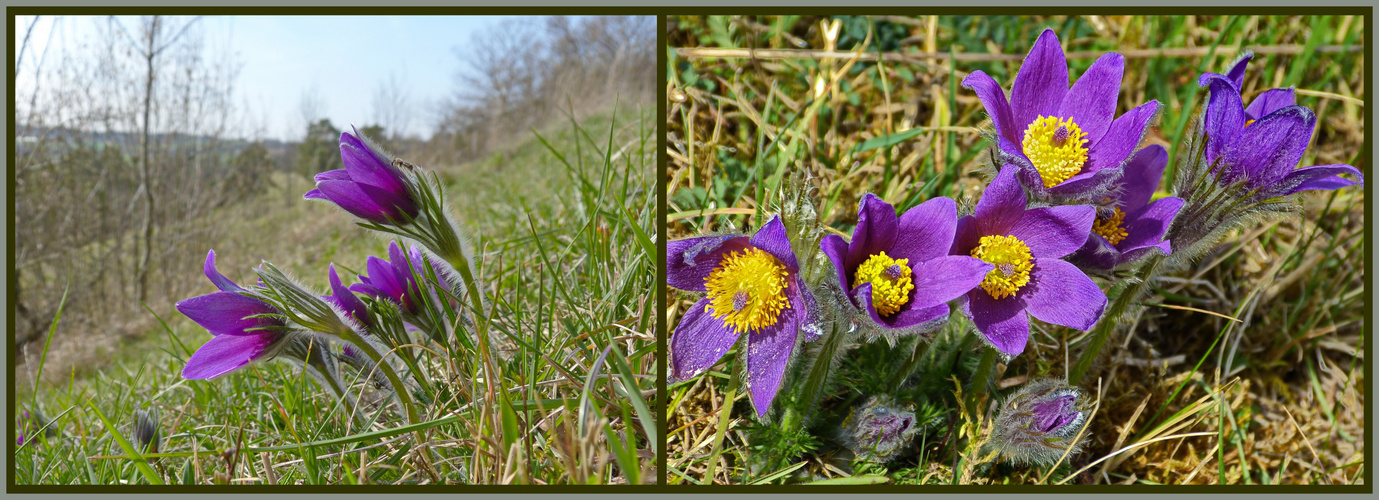 Frühlingserwachen