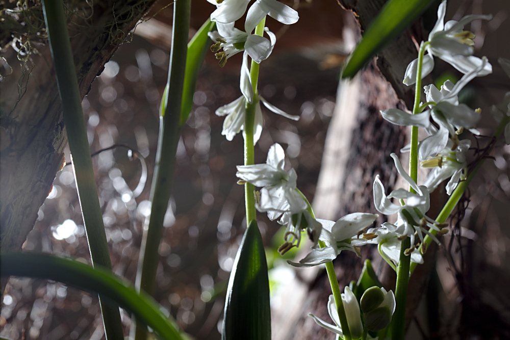 Frühlingserwachen