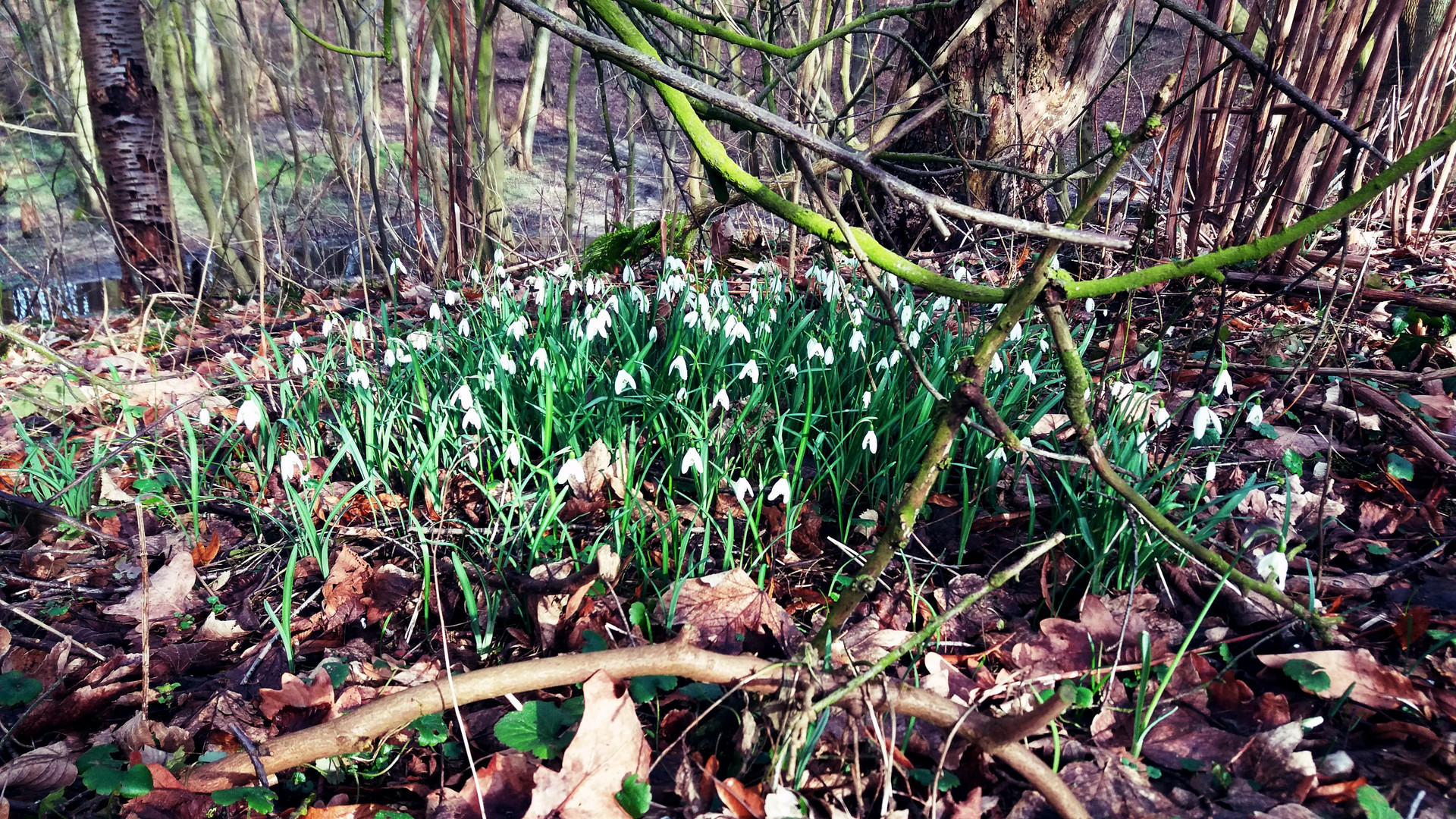 Frühlingserwachen