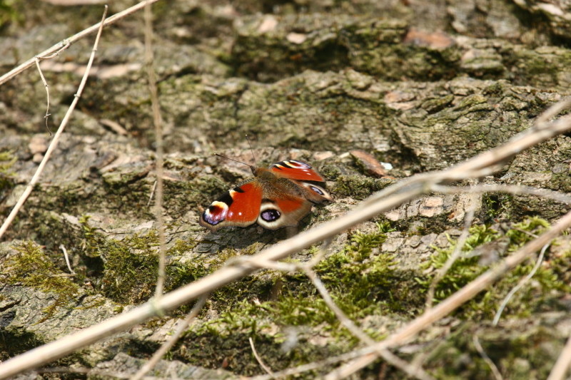 Frühlingserwachen