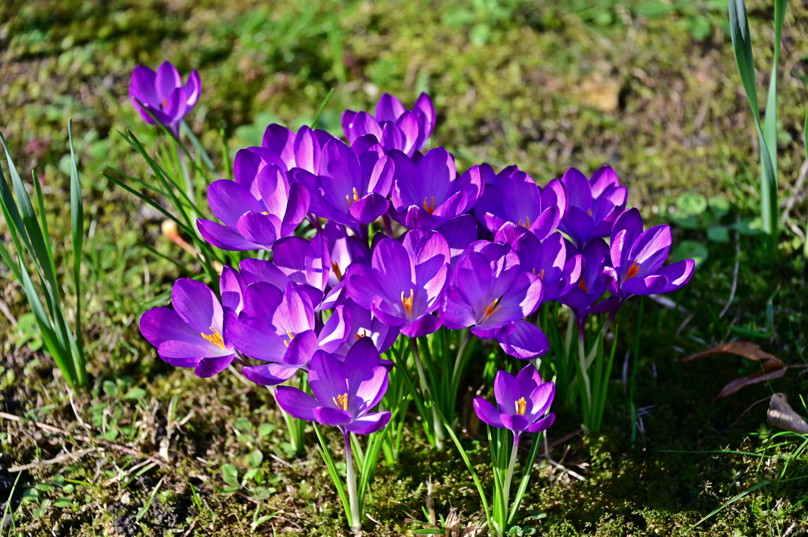 Frühlingserwachen 