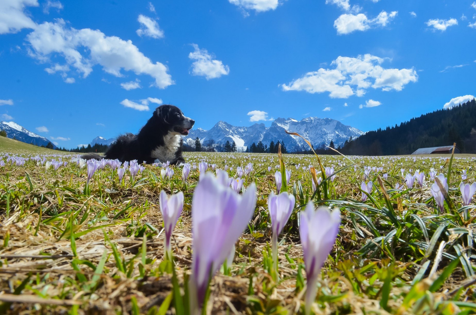 Frühlingserwachen 