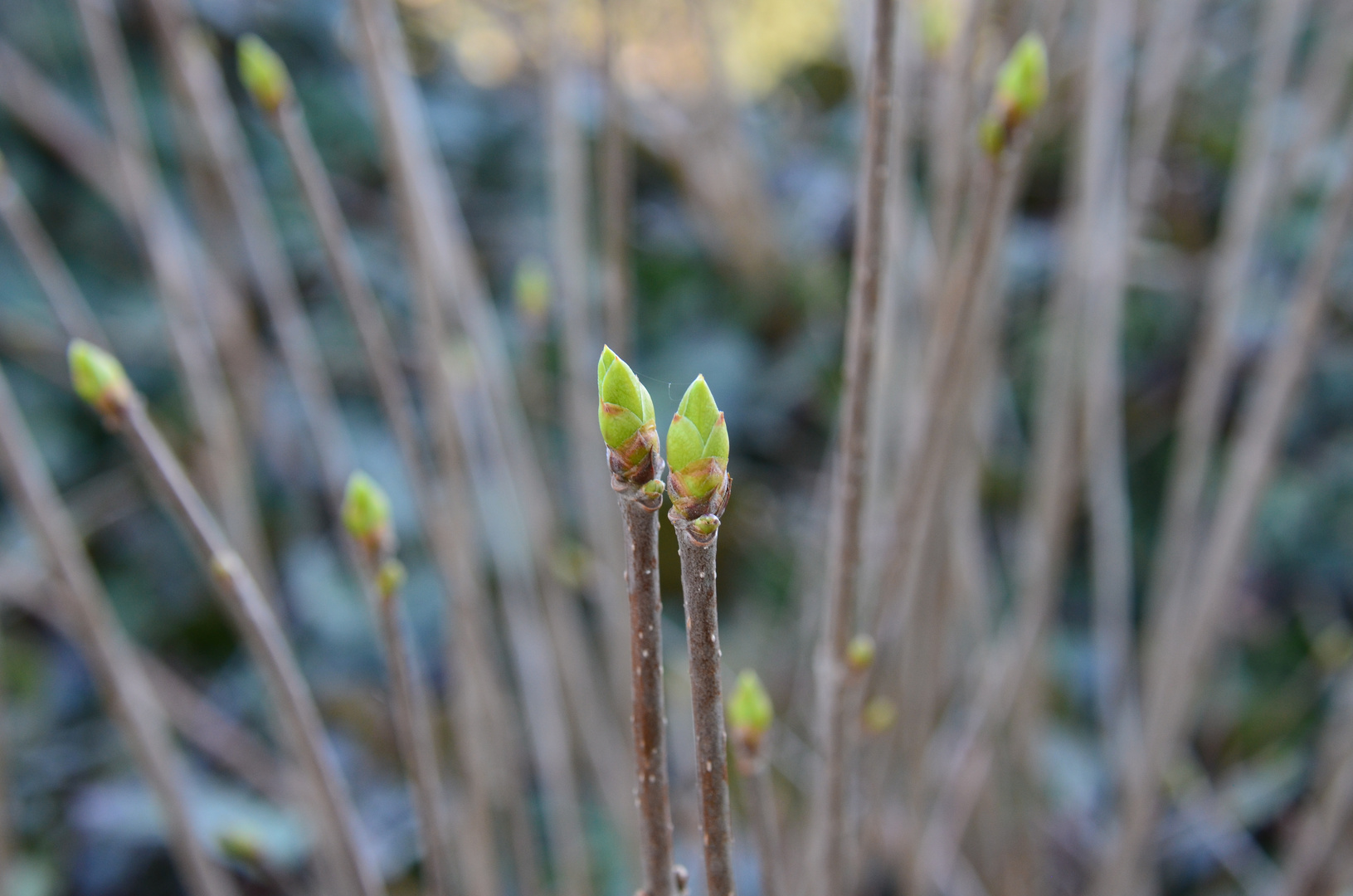 Frühlingserwachen