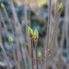 Frühlingserwachen