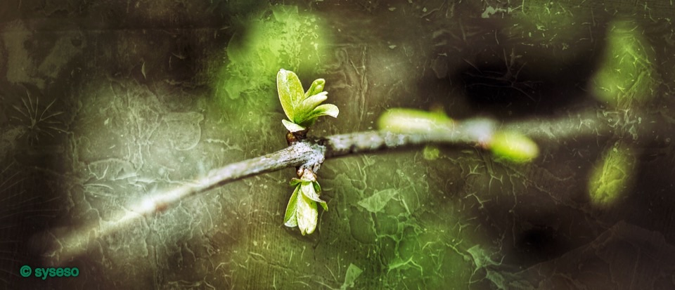 Frühlingserwachen